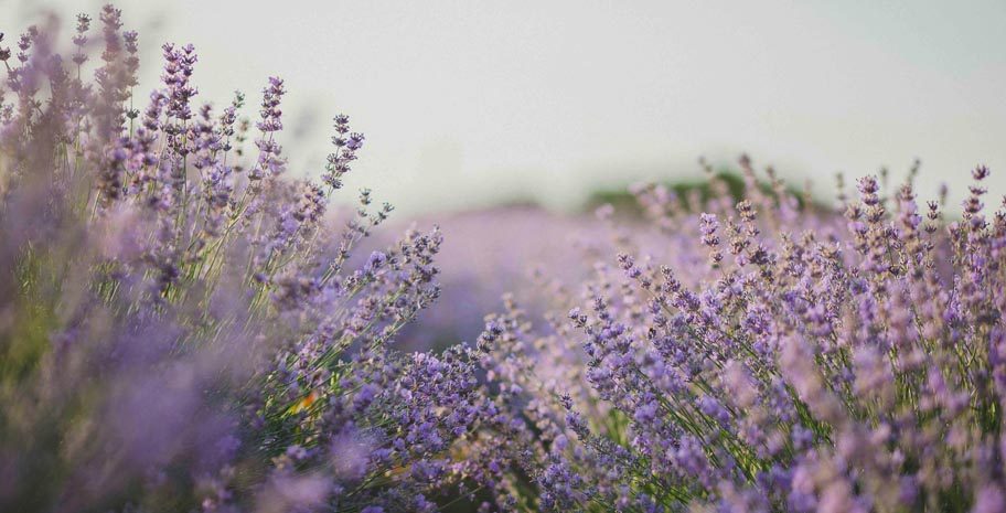 Floración de la lavanda en Brihuega